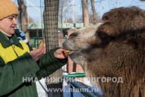 Звериную Масленицу отпраздновали сегодня в зоопарке Лимпопо