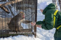 Звериную Масленицу отпраздновали сегодня в зоопарке Лимпопо