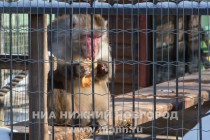 Звериную Масленицу отпраздновали сегодня в зоопарке Лимпопо