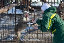 Звериную Масленицу отпраздновали сегодня в зоопарке Лимпопо