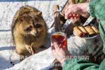 Звериную Масленицу отпраздновали сегодня в зоопарке Лимпопо