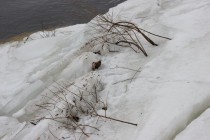 Кусты, росшие на берегу вмерзли в лед