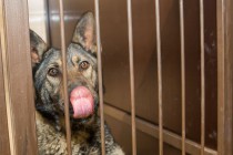 Современный пункт передержки бездомных животных открылся в Нижнем Новгороде