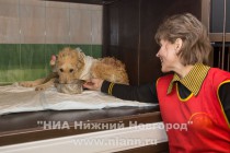 Современный пункт передержки бездомных животных открылся в Нижнем Новгороде