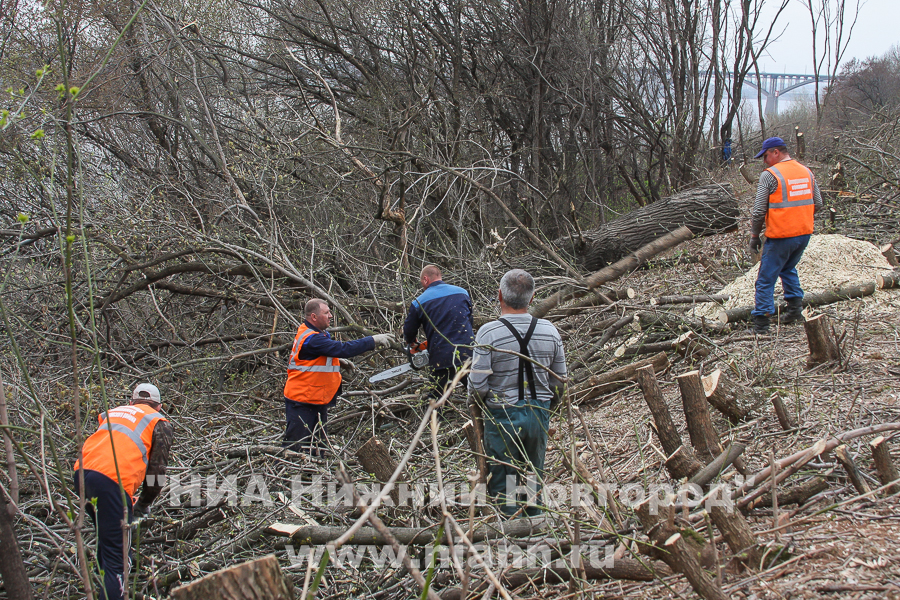 Вырубка деревьев в поселке Слуда в Нижнем Новгороде ведется на частной территории, - комитет охраны окружающей среды и природных ресурсов