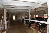 Врио губернатора Нижегородской области Валерий Шанцев провел ряд выездных совещаний по развитию животноводства в регионе