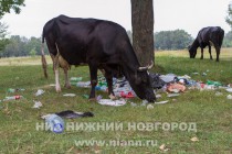 Коровы всячески обращали наше внимание на горы мусора