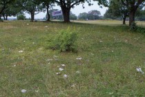 Результаты акция AntiСвин: как было и как стало