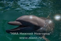 Тихоокеанский бутылконосый дельфин (Tursiops truncates) в длину достигает 3,5 м, весит, как правило - 150 —300 кг, обитает в Тихом океане у побережья Японии, Курильских островов, США, Новой Зеландии и Аргентины