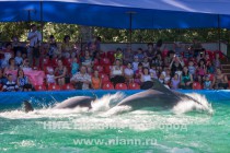 До начала представления осталось несколько минут - дельфины разминаются