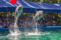 В дельфинарии выступают 2 тихоокеанских бутылконосых дельфина: девочка по кличке Джун и мальчик Хьюго