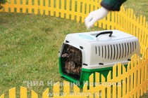 Детенышей пумы принесли на первую прогулку