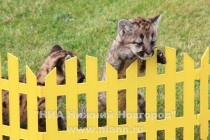 Первая прогулка детенышей пумы в нижегородском зоопарке Лимпопо