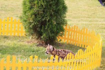 Первая прогулка детенышей пумы в нижегородском зоопарке Лимпопо