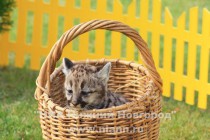 Первая прогулка детенышей пумы в нижегородском зоопарке Лимпопо