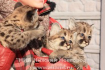 Три детеныша пумы Бетти