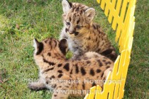 Первая прогулка детенышей пумы в нижегородском зоопарке Лимпопо