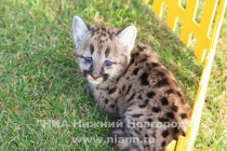 Первая прогулка детенышей пумы в нижегородском зоопарке Лимпопо