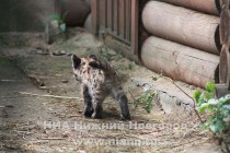 Детеныш пумы осваивает вольер