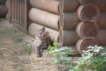 Детеныш пумы осваивает вольер