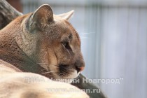 Пума Бонифаций