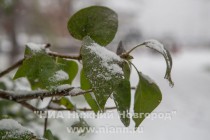 Первый снег выпал в Нижнем Новгороде