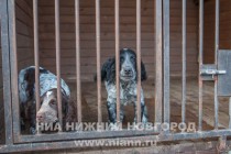 Открытие зонального кинологического центра в Нижнем Новгороде