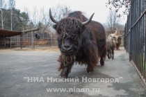 Прогулка семейства яков с новорожденным детенышем в нижегородском зоопарке Лимпопо
