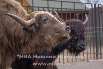 Прогулка семейства яков с новорожденным детенышем в нижегородском зоопарке Лимпопо