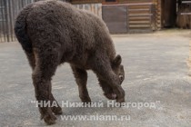 Прогулка семейства яков с новорожденным детенышем в нижегородском зоопарке Лимпопо