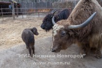 Прогулка семейства яков с новорожденным детенышем в нижегородском зоопарке Лимпопо