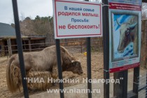 Прогулка семейства яков с новорожденным детенышем в нижегородском зоопарке Лимпопо