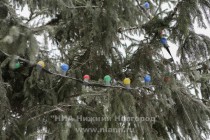 Сейчас идут работы по украшению новогодней ели