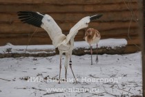 Новоприбывшие стерхи осваиваются в зоопарке Лимпопо