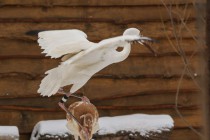Новоприбывшие стерхи осваиваются в зоопарке Лимпопо