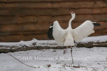Новоприбывшие стерхи осваиваются в зоопарке Лимпопо