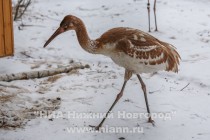 Новоприбывшие стерхи осваиваются в зоопарке Лимпопо