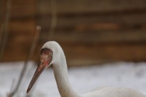 Новоприбывшие стерхи осваиваются в зоопарке Лимпопо