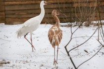 Новоприбывшие стерхи осваиваются в зоопарке Лимпопо