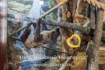 Самка ленивца знакомится с новоприбывшим женихом