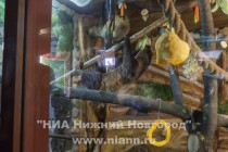 Животные осваивают клетку, в которой теперь будут жить вдвоем