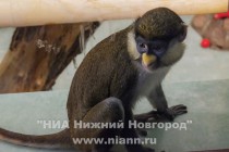 Соседи-мартышки интересуются новым соседом