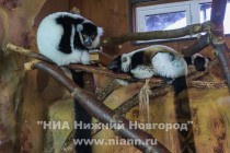 Напротив вольера ленивцев живет пара лемуров