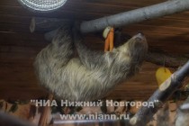 Переселение в клетку началось с праздничного обеда