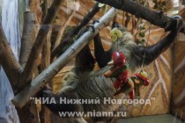 Переселение в клетку началось с праздничного обеда