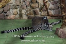 Еще одни соседи – целая семья лемуров