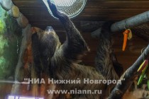 Нового лемура очень привлек свет лампы в вольере