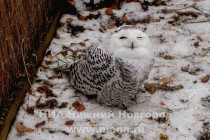 Совы из зоопарка радуются зиме