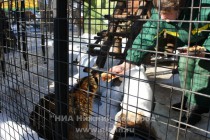 Лакомство для енота Крохи