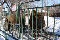 Зубры Мурат и Муза